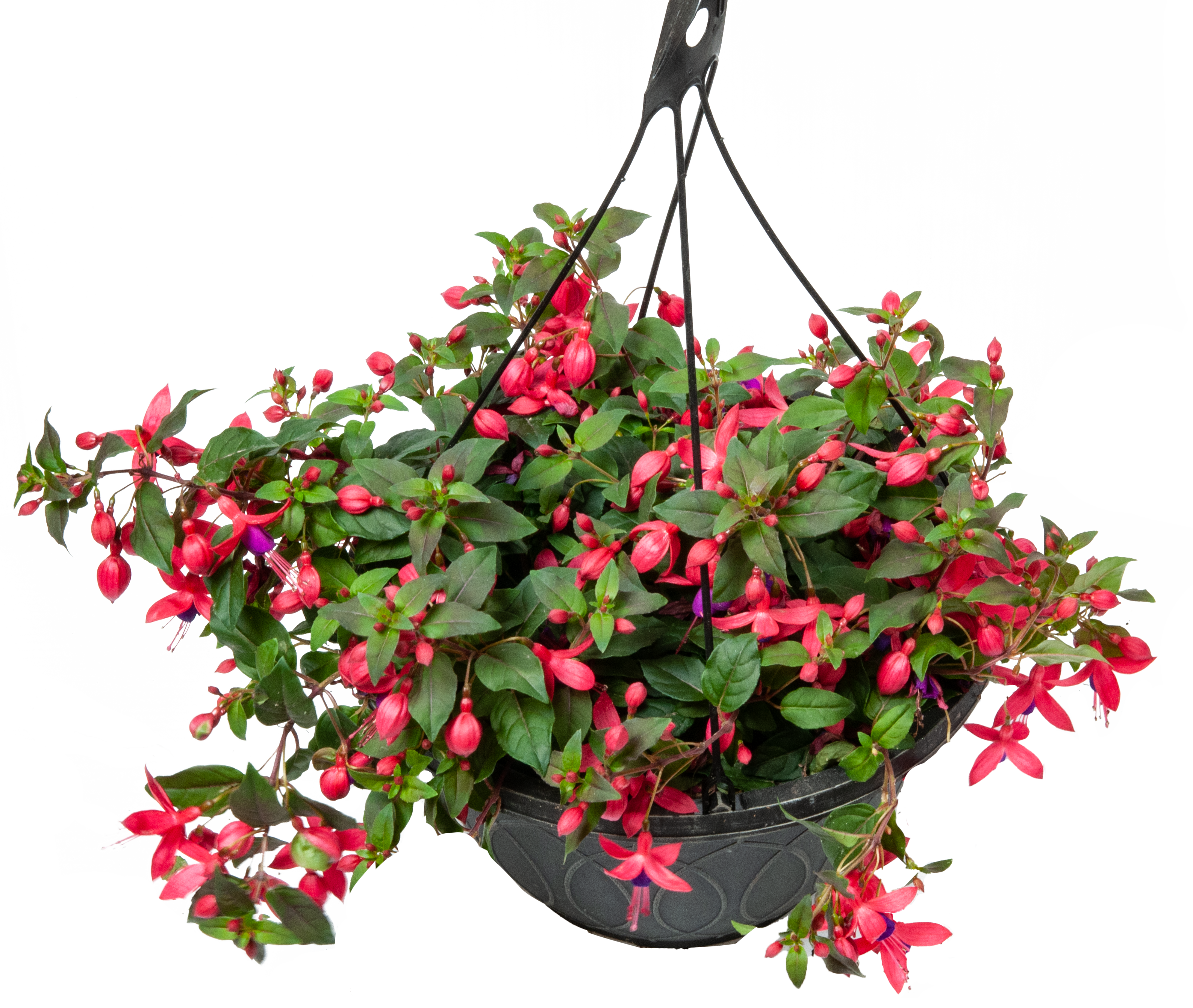 Fuchsia Hanging basket