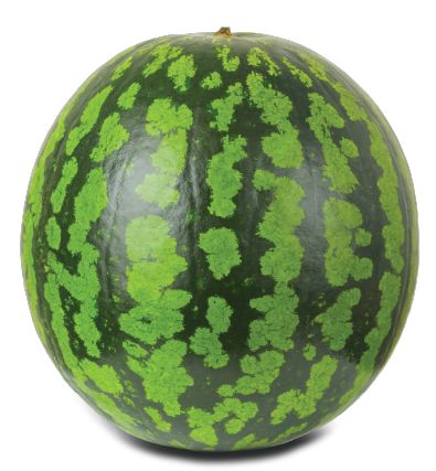 Watermelon-animation