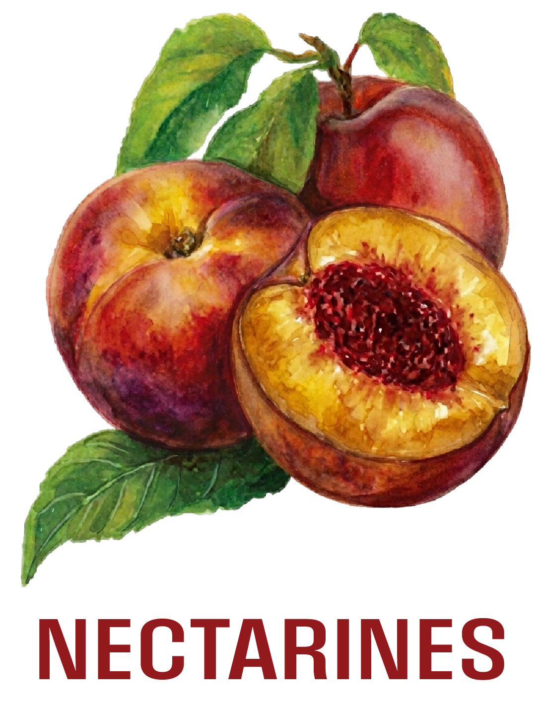 BC Fruits WEB-05